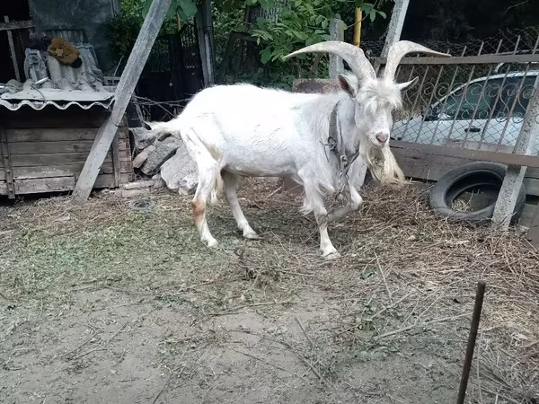 Buk, Saanen goat