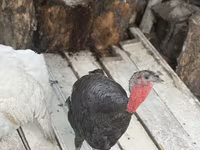 Turkeys — foto 3