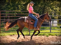 مادیان, Quarter Horse — عکس 2