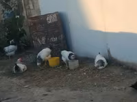 Chickens — zdjęcie 2