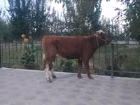 Lembu jantan, Cattle — foto 4