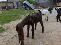 بز ماده, Nubian Goat — عکس 5