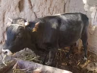گاو نر, گاو — عکس 3