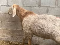 مینڈھا, Arashan sheep — تصویر 6