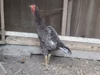 Chickens — foto 2