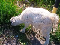 Буз, Saanen goat — акс 6
