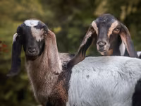 பெண் வெள்ளாடு, Nubian Goat — புகைப்படம் 5