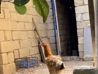 براهما — عکس 5