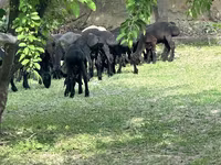 Owce (partia, płeć nieokreślona), Owce — zdjęcie 2
