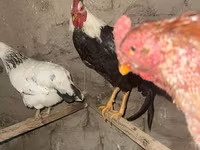 Chickens — foto 2