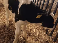 گاو نر, Russian Black pied cattle — عکس 7