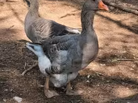 Geese — عکس 2