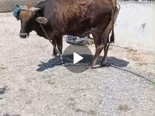 Vacă, Bovine