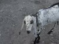 Коза, Nubian Goat — снимка 4