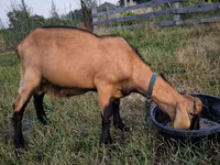Kambing jantan, Nubian Goat — foto 3