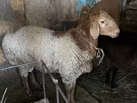แกะตัวผู้, Rhon sheep — รูปภาพ 1