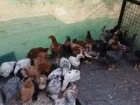 Chickens — Foto 7