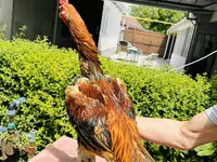 Chickens — Foto 3