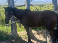 Kobyła, Arabian horse — zdjęcie 5