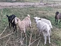 Koza, Nubian Goat — fotografija 3
