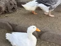 Ducks — φωτογραφία 1