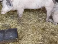 Babi (batch, jenis kelamin tidak disebutkan), Pigs — foto 7