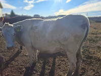 Tehén, Latvian Blue cattle — 4. fotó