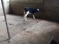 گاو نر, Russian Black pied cattle — عکس 2