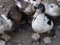 Ducks — foto 2