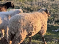 Montone, Pecore — foto 3