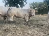 ወንድ በሬ, Charolais cattle — ፎቶ 3