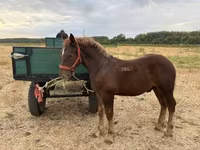 Ngựa đực, Hungarian horse breed — ảnh 2