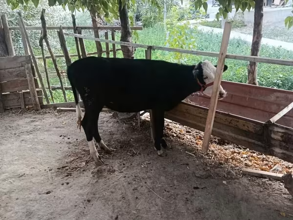 Skot (série, pohlaví neuvedeno), Skot