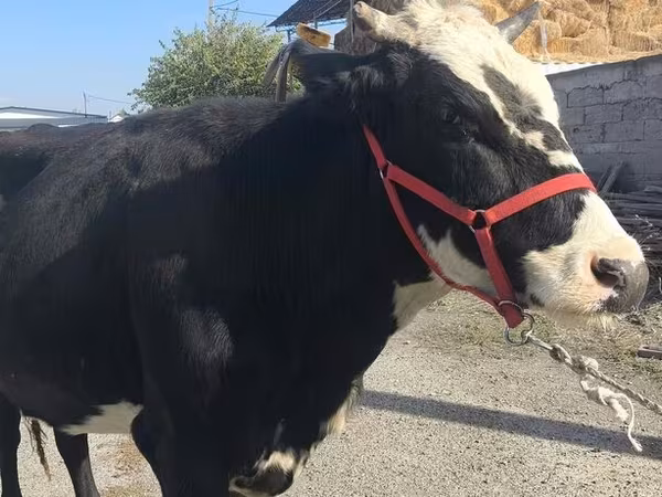 بقرة, Russian Black pied cattle