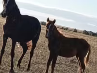 Mare, Horse breed — photo 1
