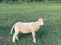 Biri-biri betina, Ile-de-France sheep — foto 6