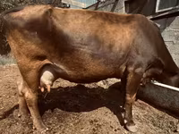 गाय, अलाताऊ नस्ल — फ़ोटो 2