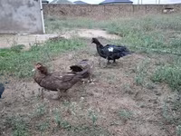 Domestic Muscovy — foto 3
