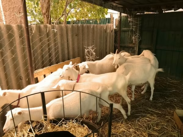 Ziege, Pomellata goat