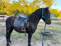 Асп, Friesian — акс 7