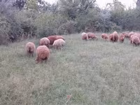 Owce (partia, płeć nieokreślona), Owce — zdjęcie 1
