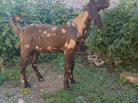 Bode, Nubian Goat — foto 8