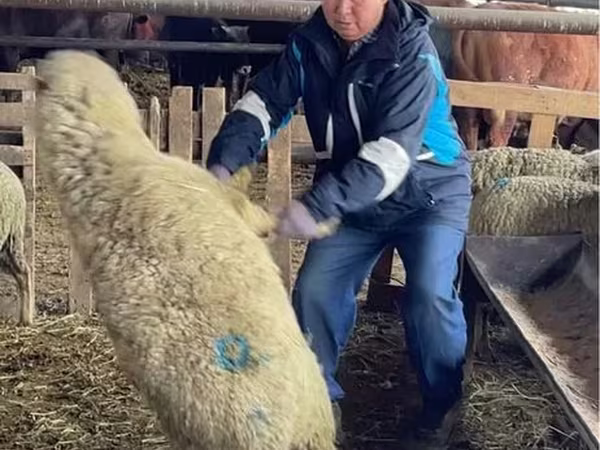 Oaie, Krasnoyarsk sheep