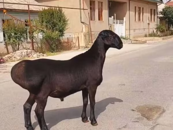 Beran, Ovce