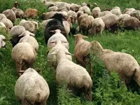 Ido, Sheep — sawirka 1