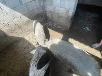 خوک ماده, Мангалица — عکس 2