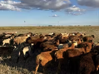 በግ, Sheep — ፎቶ 1