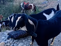 Capra, Capre — foto 1