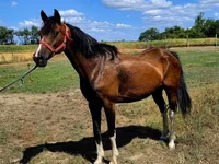 Hingst, Westphalian — foto 5