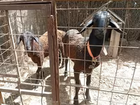 Kos, Arashan sheep — 1. fotó